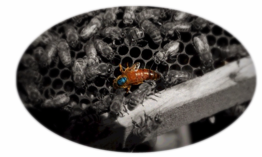 apiculture tahiti kaina-bees