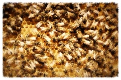 apiculture naturelle tahiti kaina-bees